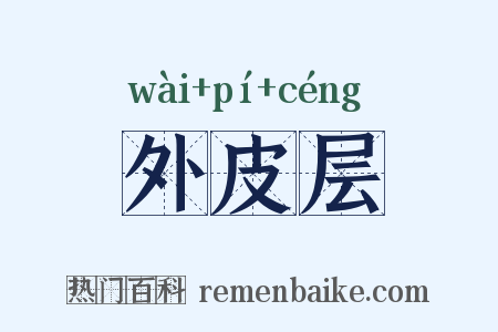 外皮层是什么意思的图片